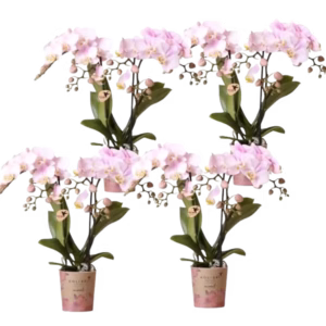 PACK AHORRO – 4 orquídeas Portugal rosas