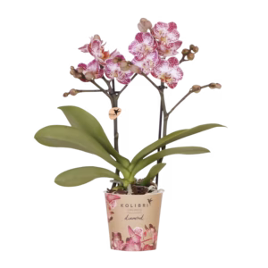 Orquídea rosa púrpura 'Bora Bora' Ø 9 cm