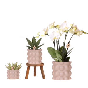 Set de plantas Cotton | arena