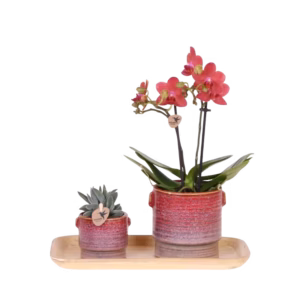 Gift Set Aura