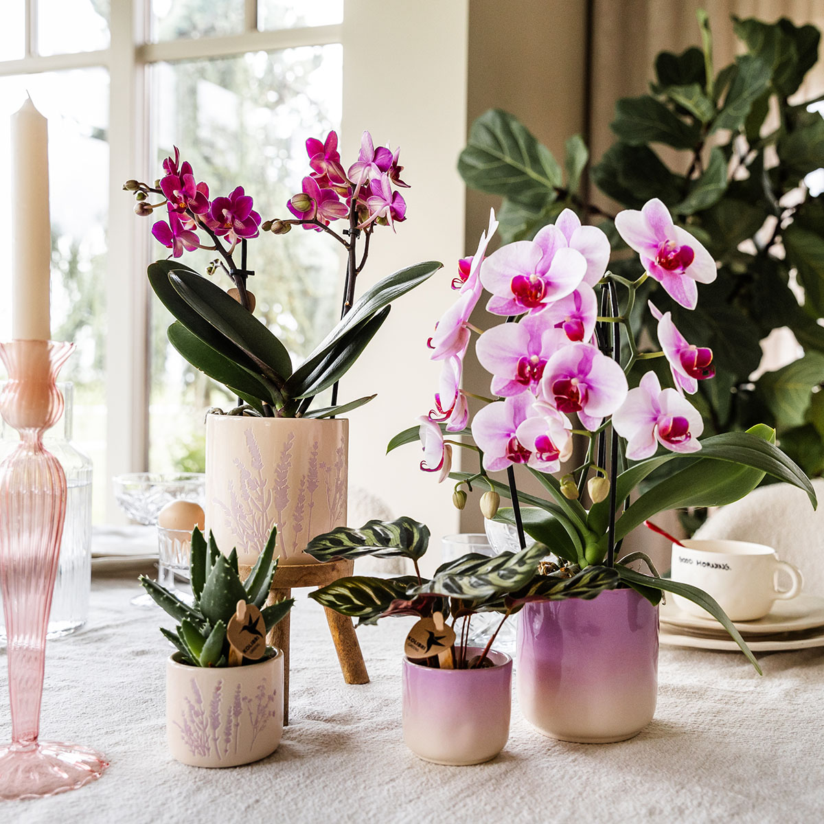 Floral Blush