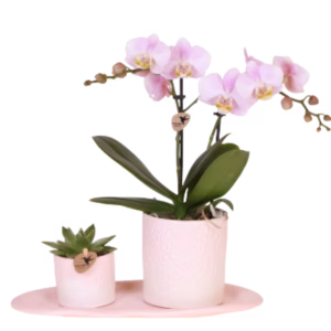 Set de regalo Bloom | rosa