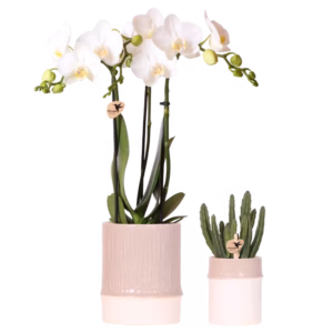 Plantenset Bamboo | zand
