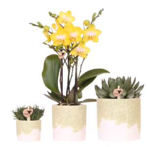 Set de plantas Bloom | verde
