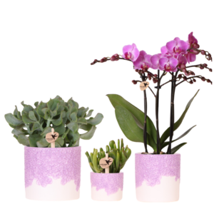 Set de plantas Bloom | morado