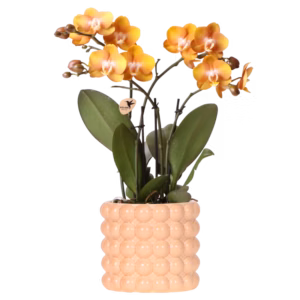 Orquídea Las Vegas naranja y amarilla en maceta Poppy | melocotón
