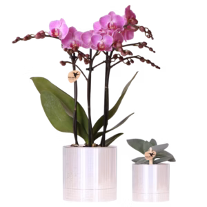 Set de plantas Disco