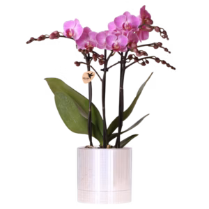 Orquídea Vienna púrpura en maceta decorativa Disco | plata