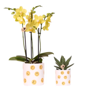 Set de plantas Smiley | amarillo