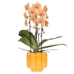 Orquídea Sunny Bunny amarillo rosa en maceta decorativa Retro | ocre