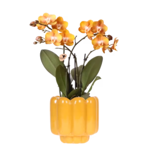 Orquídea Las Vegas naranja en maceta decorativa Retro | ocre