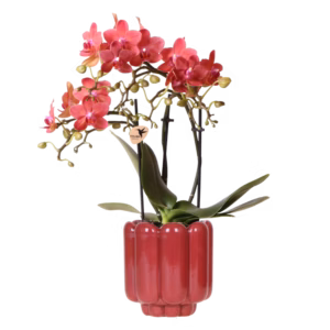 Orquídea Congo roja en maceta Retro | rojo