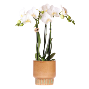 Orquídea Amabilis blanca en maceta decorativa Bold | coñac