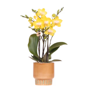 Orquídea Albenga amarilla en maceta Bold | coñac