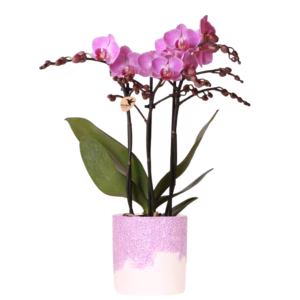 Orquídea Vienna púrpura en maceta Bloom | púrpura