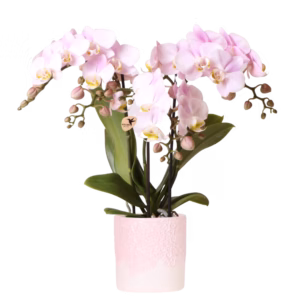 Orquídea Portugal rosa en maceta Bloom | rosa