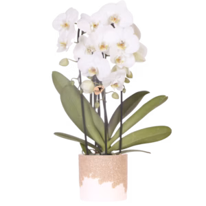 Orquídea Niagara Fall blanca en maceta Bloom | arena
