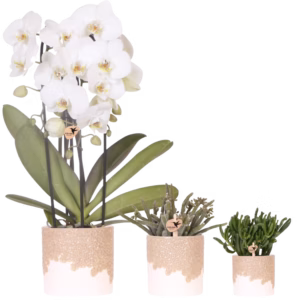Set de plantas Bloom | arena