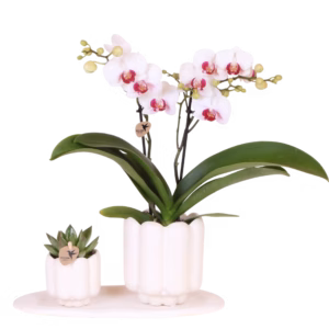 Set de regalo Retro | blanco