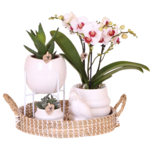 Set de regalo grande | blanco