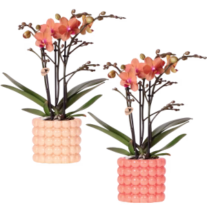 Set de plantas naranja Bolzano en maceta Poppy | naranja