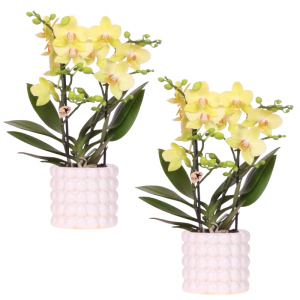 Set de plantas Albenga amarilla en maceta Poppy | blanca