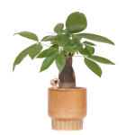 Plante d’intérieur Pachira dans un pot décoratif Bold | cognac