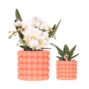 Set de plantas Poppy | naranja