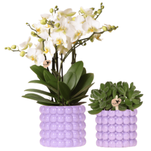 Set de plantas Poppy | morado