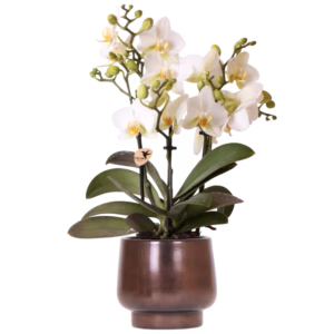 Lausanne blanca en maceta Scandic | cobre