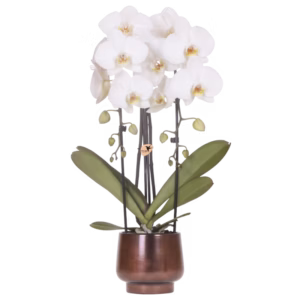 Niagara Fall blanca en maceta Scandic | cobre