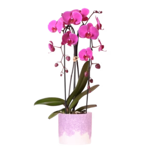 Orquídea Freeride Niagara Fall púrpura en maceta Bloom | morado