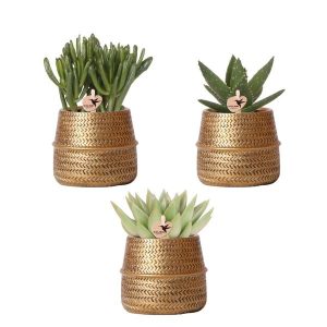 Set de suculentas en macetas decorativas Groove Ø 9 cm | dorado
