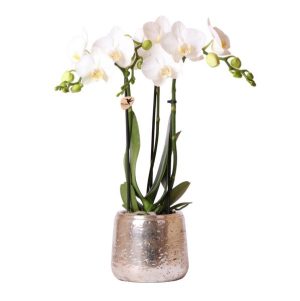 Orquídea blanca Amabilis en maceta decorativa Luxury Ø 9 cm | plata