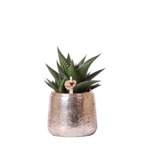 Planta verde en maceta decorativa Luxury Ø9 cm | plata