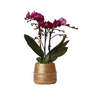 Orquídea morada Morelia en maceta decorativa Groove Ø 9 cm | dorado
