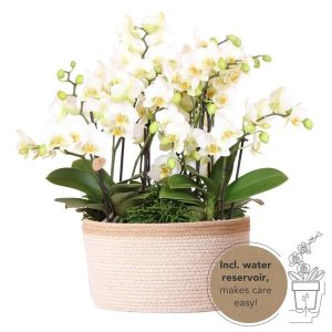 Ramo selva en cesta Cotton | blanco