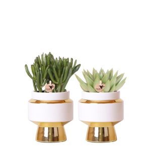 Set de suculentas en macetas decorativas Le Chic Ø9 cm | dorado