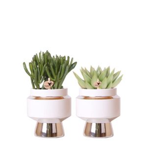 Succulenten set van in zilveren Le Chic sierpotten Ø9cm | zilver