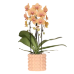 Everspring product photo