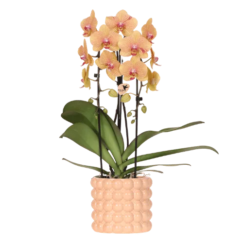 Everspring product photo