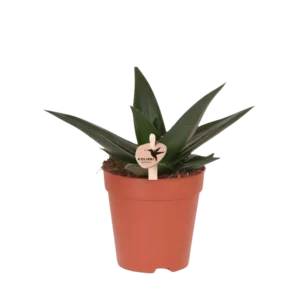 Succulent Haworthia West Joggo Ø9cm