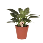 Everspring product photo