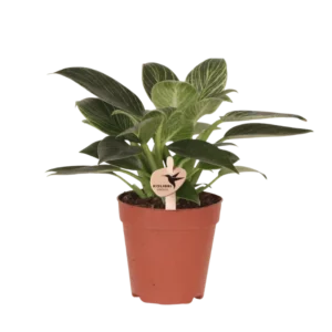 Philodendron White Measure Ø9cm