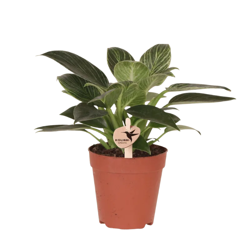 Everspring product photo