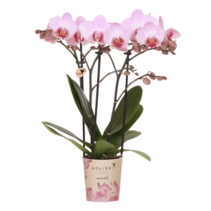 Roze orchidee 'Antwerp' Ø9cm