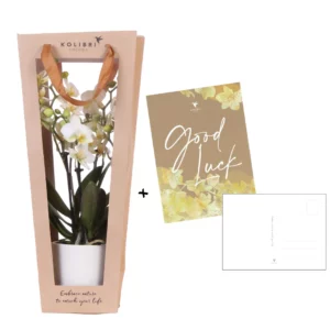 Planten cadeau veel succes | Lausanne orchidee incl. sierpot, kaart & cadeautas