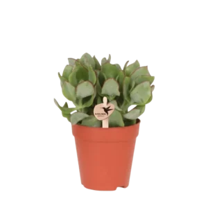 Succulent Crassula Arborescens