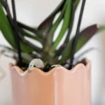 Everspring product photo