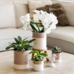 Everspring product photo